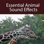 Sound Effects Songs MP3 Download